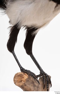 Common magpie Pica pica leg 0002.jpg